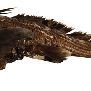 Lateral view of Chimaera obscura sp. nov., female holotype CSIRO H ...