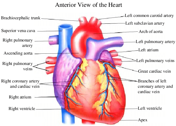 1 Heart Anatomy From The Anterior View Left And Interior View Download Scientific Diagram