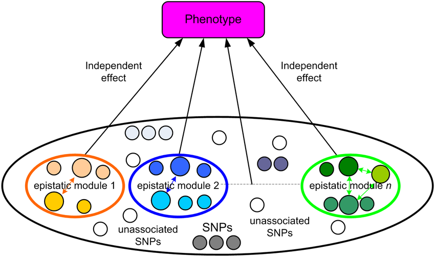 Relationship Between Phenotype And Genotype Illustrated With Epistatic