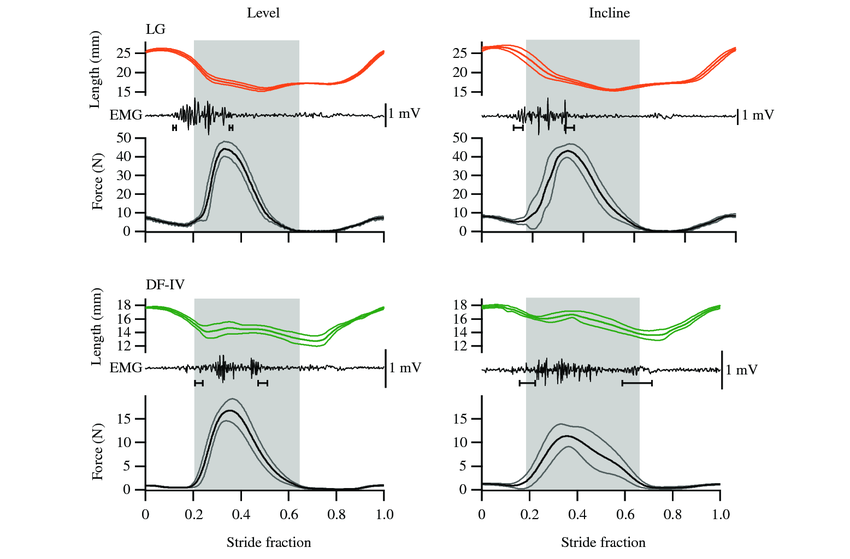 Expanded and averaged recordings of muscle length, force and