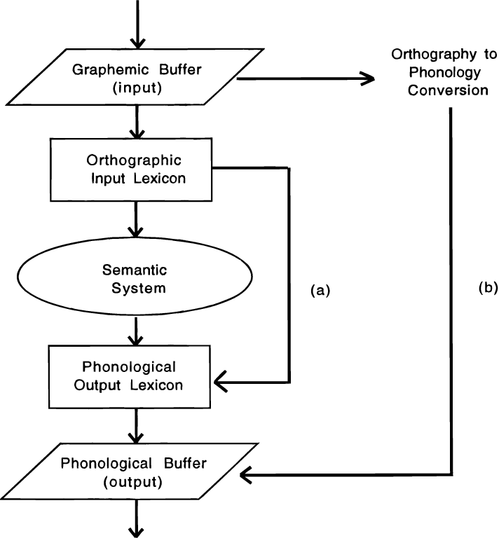 Model of cognitive processing for single-word reading (after Ellis
