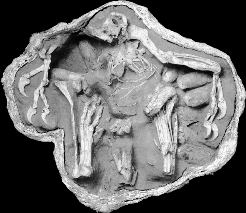 Hundreds of fossilised eggs reveal the nesting habits of ancient flying  reptiles, Fossils