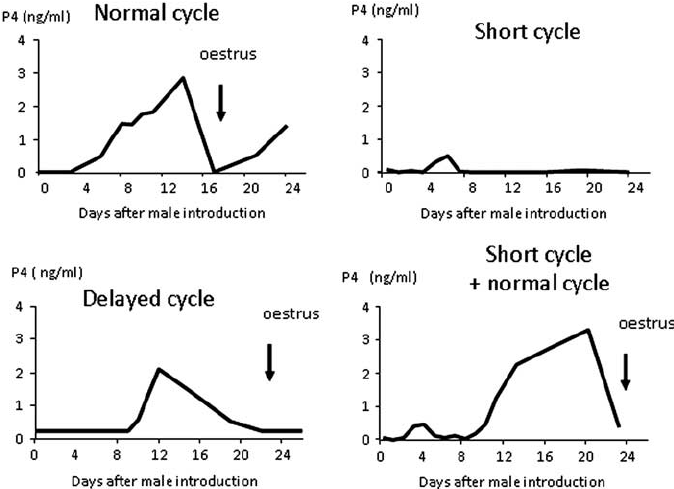 Types of ovarian responses observed in experiment 2. Normal cycle