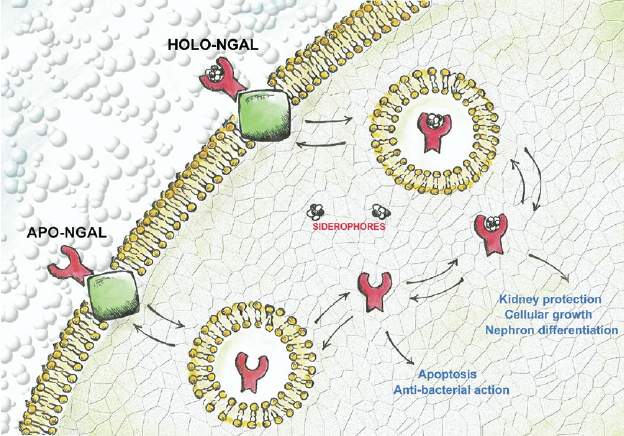Schematic of neutrophil gelatinase–associated lipocalin (NGAL) cellular