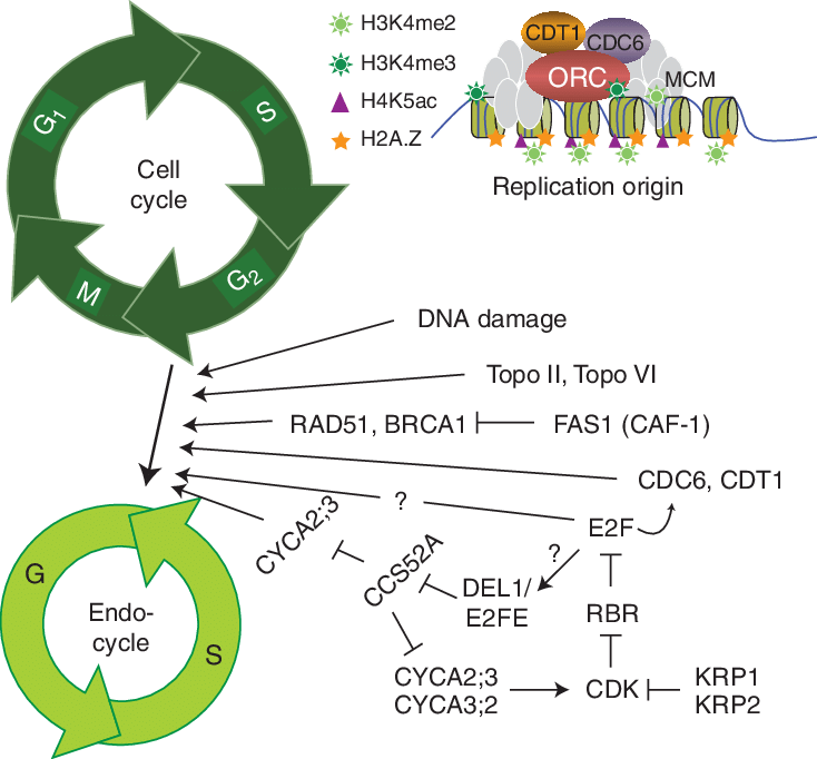The transition from the cell cycle to the endoreplication cycle in