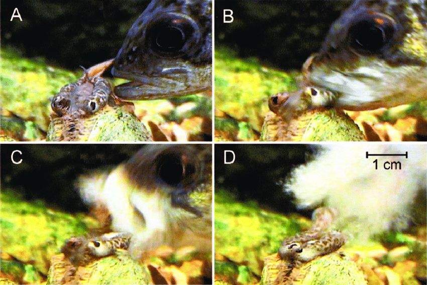 Glochidia extraction by fish host (Ambloplites constellatus) from