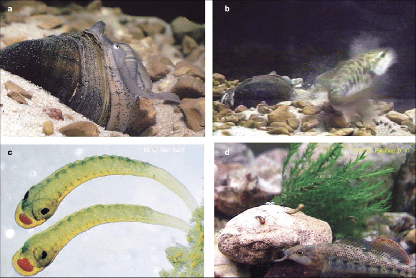 Some pearly mussel species produce lures or conglutinates that elicit