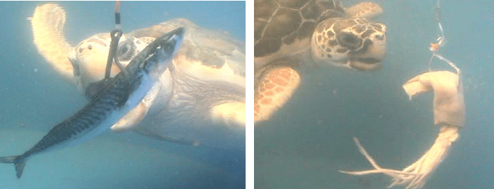 Observations of foraging captive turtles indicate that fish bait tends