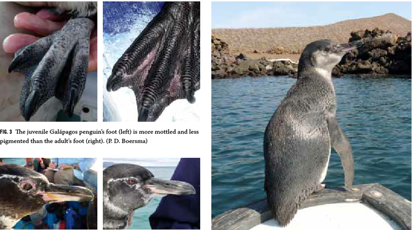 Galapagos penguin, Endangered Species, Habitat & Diet