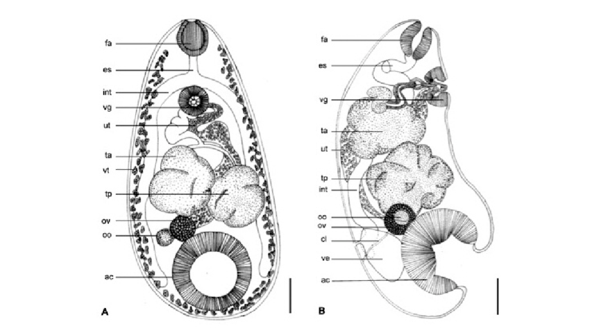 Adulto de Cotylophoron panamensis A. Vista ventral B. Vista sagital.