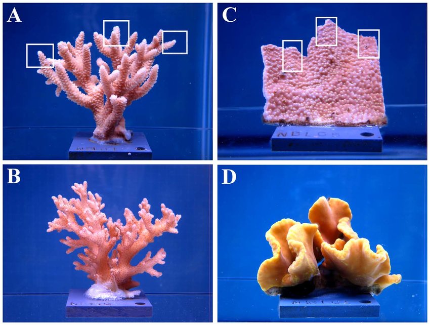Photos of representative coral fragments from (a) Acropora millepora