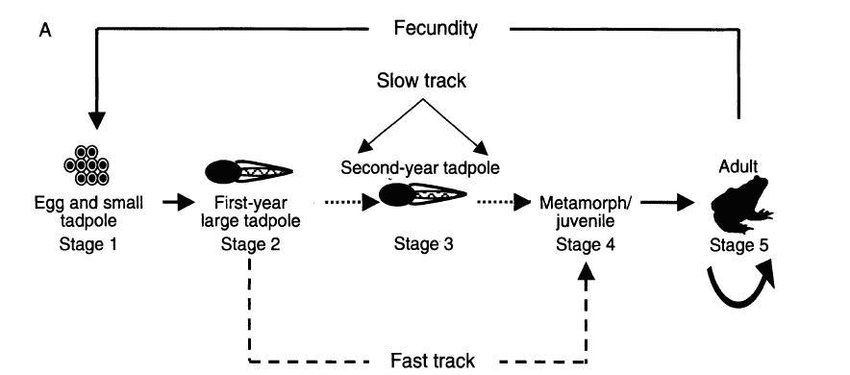 Bullfrog life cycle graph (for British Columbia) showing alternate