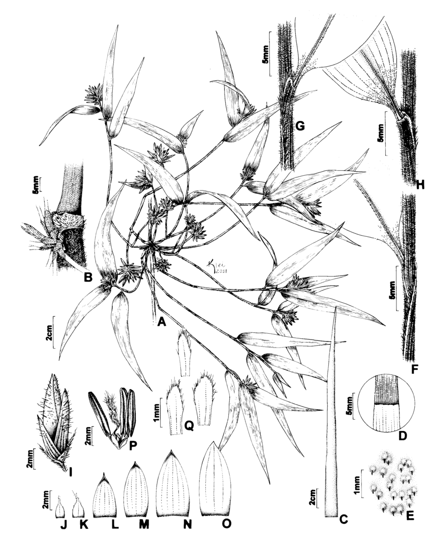 Chusquea capituliflora var. pubescens. A. Fertile branch. B. Node of ...