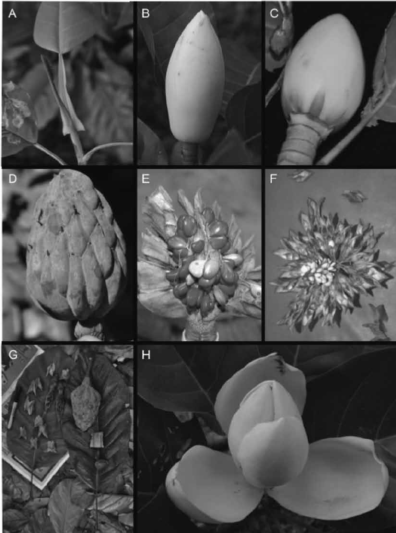 . Magnolia ofeliae. A) Stipule; B–C) Flower bud (Vázquez-García et... |  Download Scientific Diagram