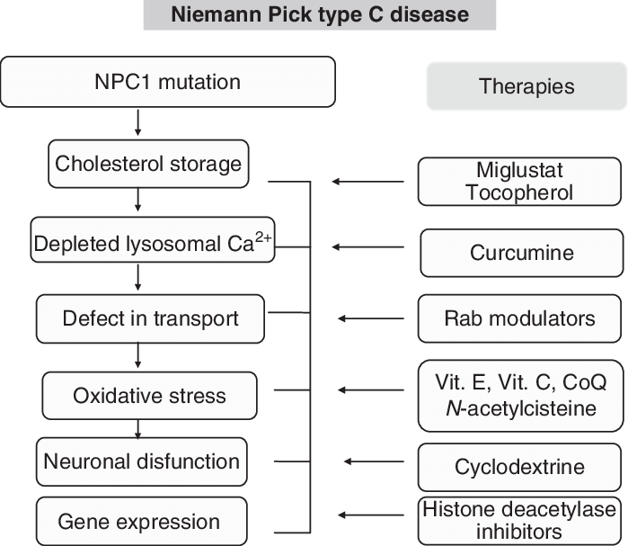 Main therapies and point of action in Niemann type C disease.