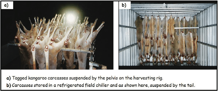 https://www.researchgate.net/publication/273489054/figure/fig1/AS:614063851708424@1523415639573/First-stages-of-kangaroo-meat-production-field-harvesting-and-temporary-chilled-carcass.png
