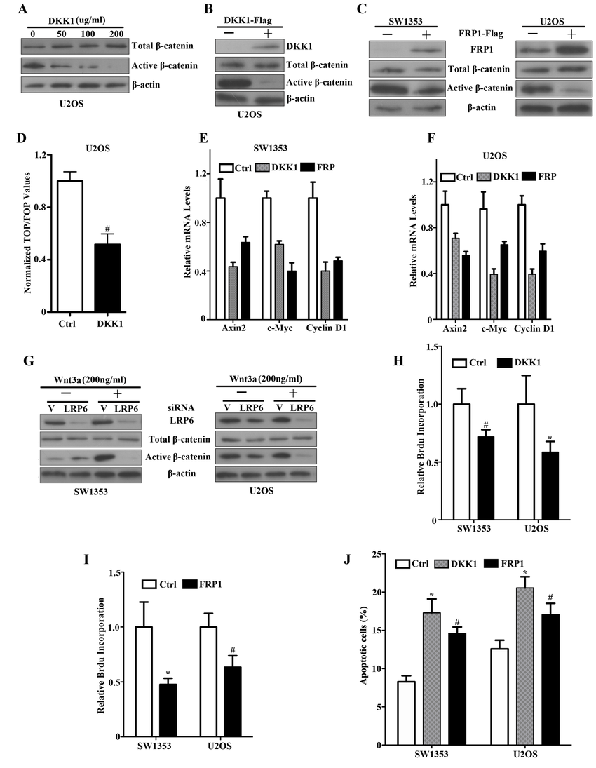 An autocrine Wnt signaling loop by DKK1, FRP1 inhibition and siLRP6 in ...