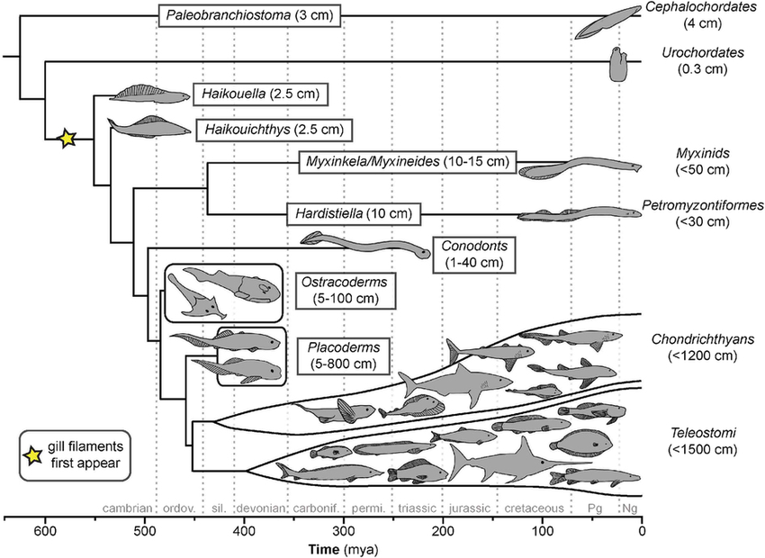 Konkurrere Blank I virkeligheden Chordate phylogeny of major extinct (boxed) and extant (unboxed) taxa... |  Download Scientific Diagram
