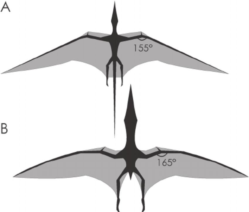 Wing planforms of basal and pterodactyloid pterosaurs used in this