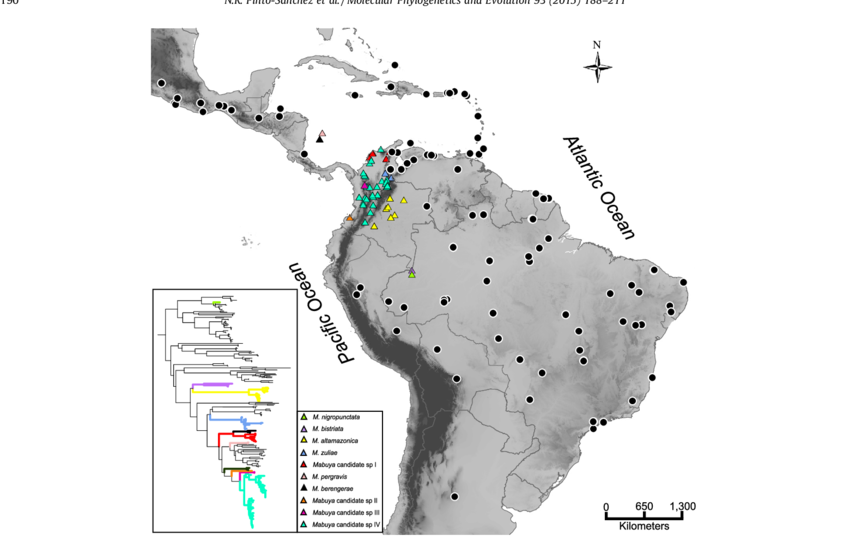 Finance Colombia » Study Details Four New Spider Species Found in Colombian  Pacific Region