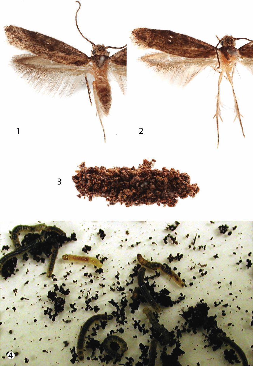 Xystrologa adultsand immaturestages.1.X. grenadella,forewing ...