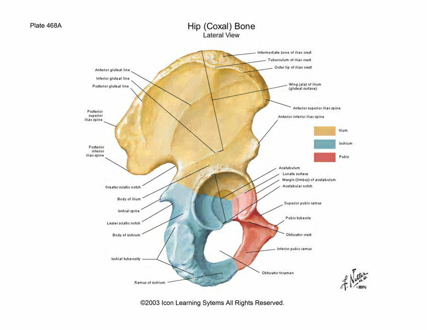 Hip Bones and socket (Gluteal Region).