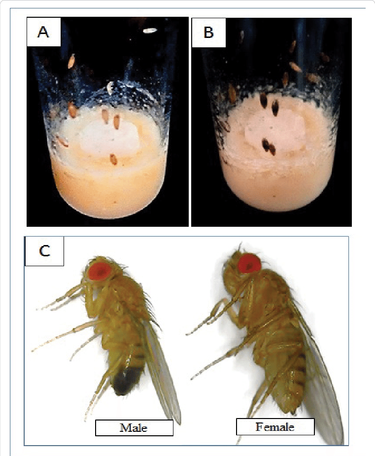 https://www.researchgate.net/publication/281456707/figure/fig4/AS:592035769765890@1518163735246/Development-of-germ-free-fly-A-Early-pupa-formed-after-5-days-B-Late-pupa-at-7th-day.png