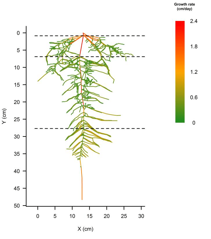 X-Y plotting of a 37-day-old H. brasiliensis root system produced