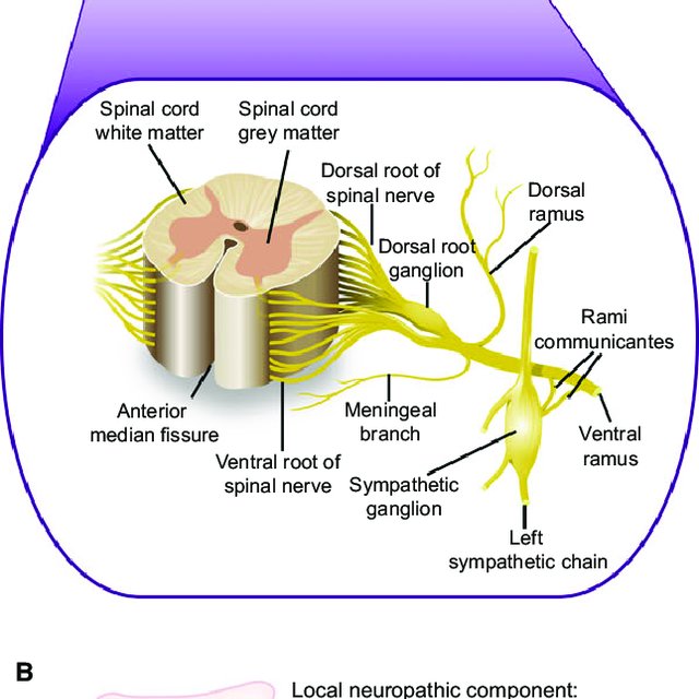 Spinal Nerve Anatomy