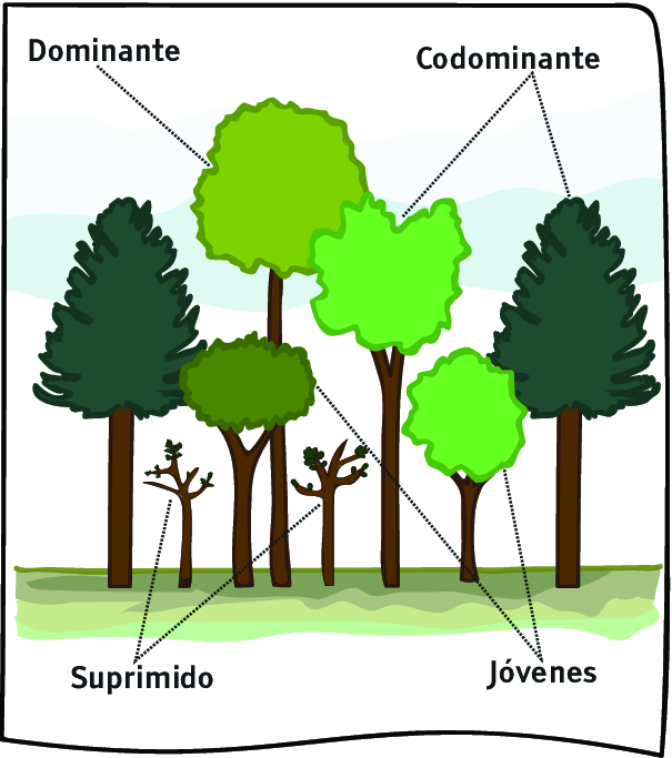 Clasificación de los árboles de acuerdo a la ubicación de sus copas en... |  Download Scientific Diagram