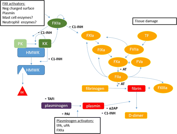 Overview Of Coagulation Contact Activation And Fibrinolysis The