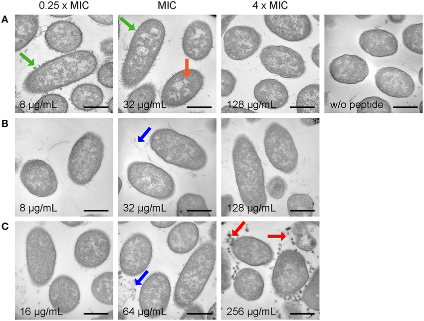 Electron microscopy images of E. coli DSM 1103 incubated with Api137 (A), Api795 (B), and Api794 (C) at concentrations corresponding to 0.25 × MIC, MIC, and 4 × MIC for 1 h using cell densities of 5 × 10⁸ CFU/mL. Black bars represent 500 nm. Morphological changes are indicated with arrows: dissociated fragments (blue), small vesicle release (green), large vesicle release (red), and relocalized DNA (orange).