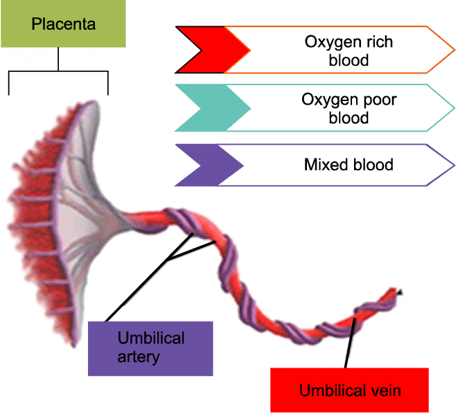 The Umbilical Cord Arranged In A Helical Structure
