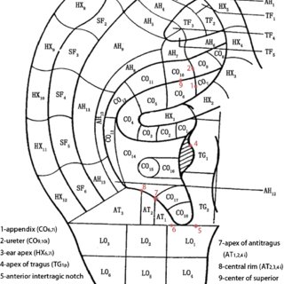 Chinese Ear Chart