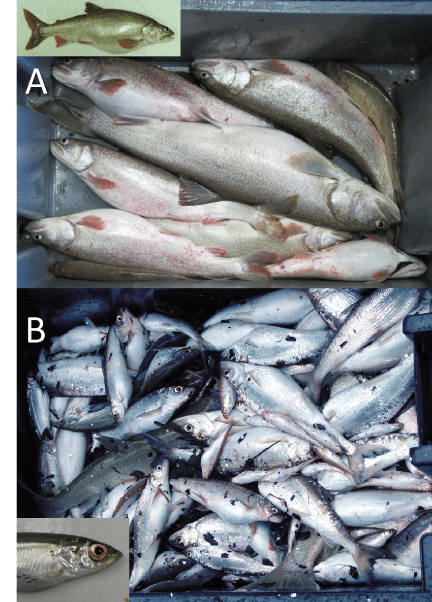 Visible symptoms of severe barotrauma in Lake Superior fishes collected