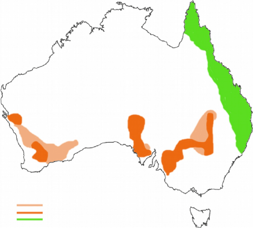 Distribution of Australian brush turkey (Alectura lathami) and the... | Download Diagram