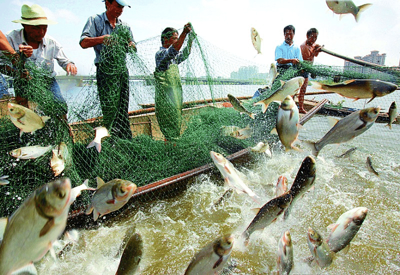 Aquaculture in China; fishing with nets in Zhejiang Province