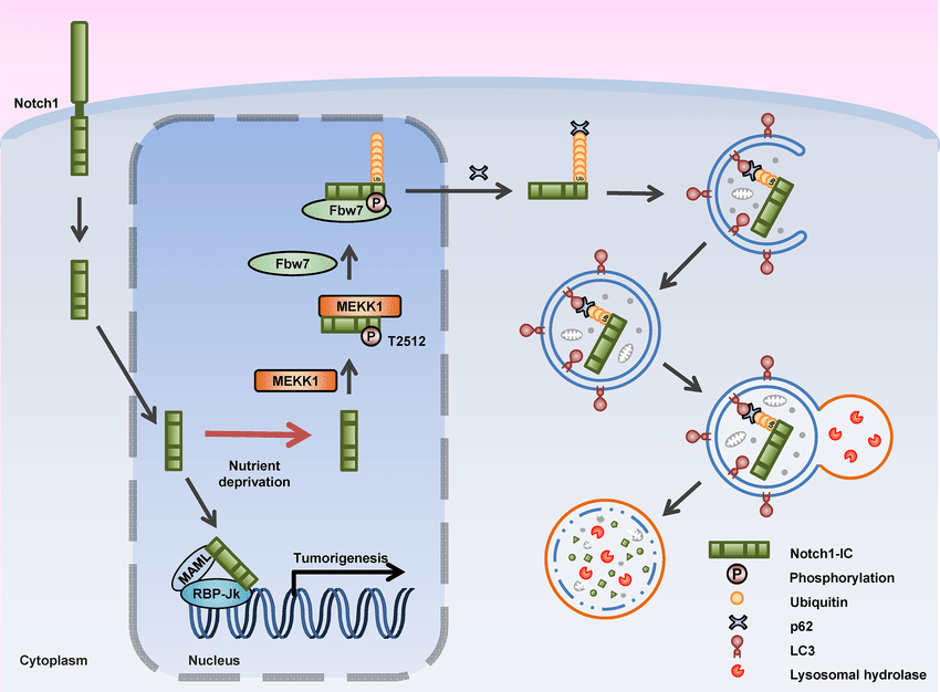 medical research council protein phosphorylation and ubiquitylation unit