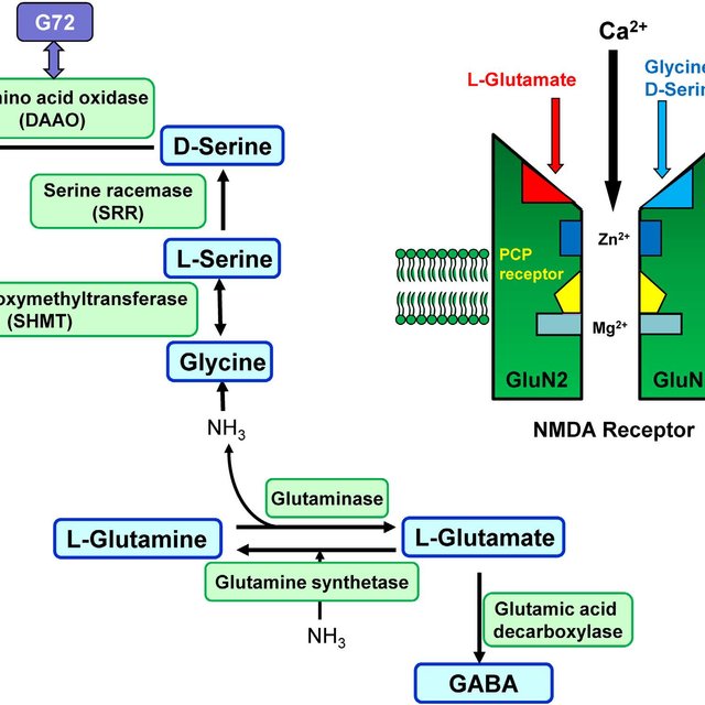l-aspartate nmda receptor