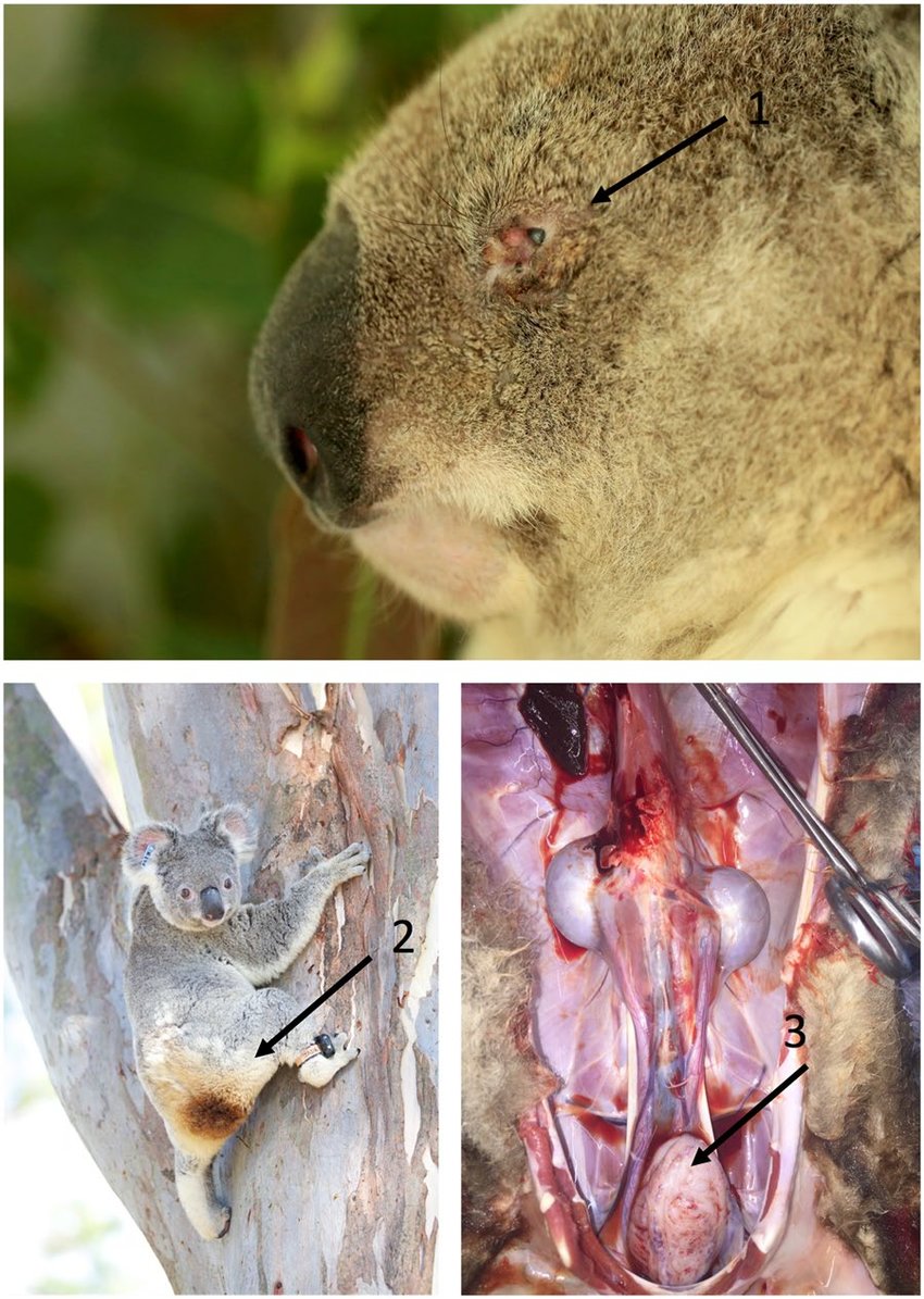 Illumina and the San Diego Zoo are sequencing koala genomes to investigate  disease