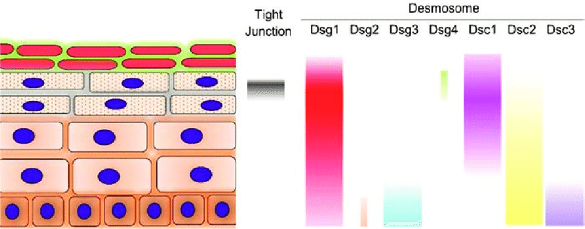 Distribution of functional tight junction and desmosomalcadherins in