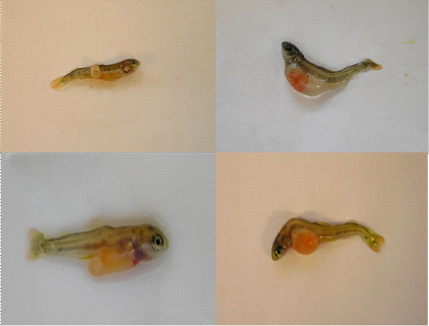 Different types of deformities observed in Atlantic salmon alevins