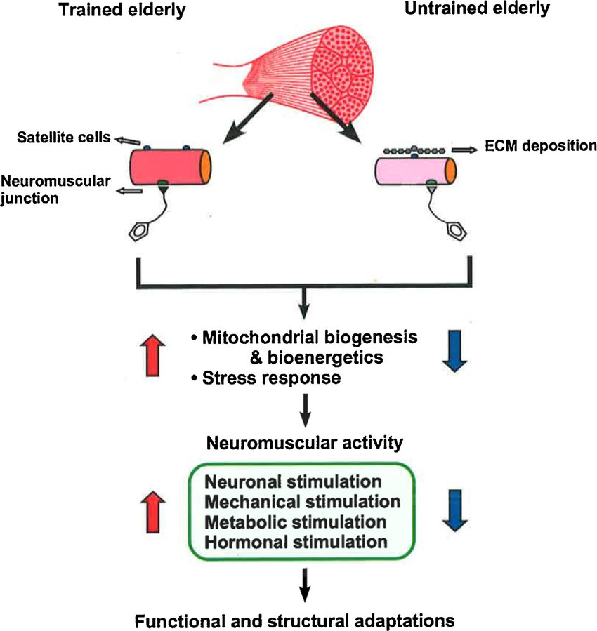 Molecular and neural adaptations to neuromuscular electrical stimulation;  Implications for ageing muscle - ScienceDirect