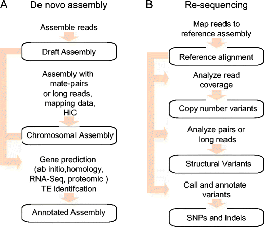 Overview Of Whole Genome Sequencing Approaches A De Novo Assembly