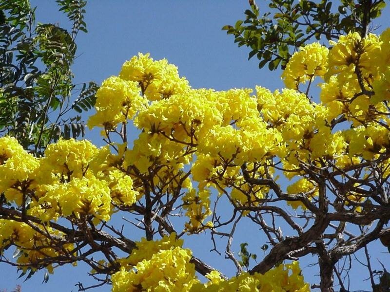 Flores do Ipê amarelo. Foto: BOZZA, 2011. | Download Scientific Diagram