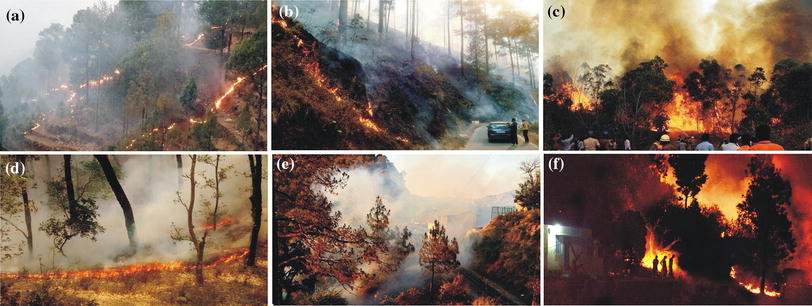 Some file photographs of Uttarakhand forest fire... | Download Scientific  Diagram