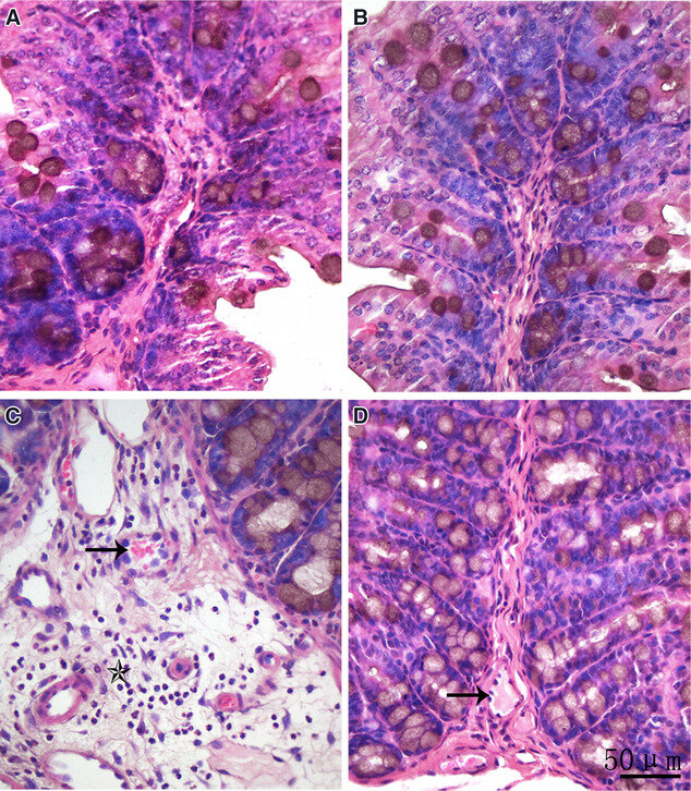 The morphology of the colon by H&E staining in each treated group. The ...
