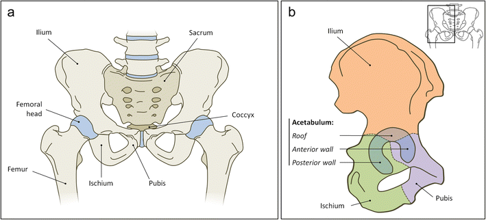 https://www.researchgate.net/publication/322936049/figure/fig1/AS:962703145328676@1606537724632/The-anatomy-of-the-pelvis-a-Ventral-view-of-the-pelvic-region-Cartilaginous-parts-in.gif