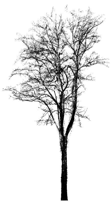 Example (A) TLS point cloud from a 120 cm diameter Liriodendron ...