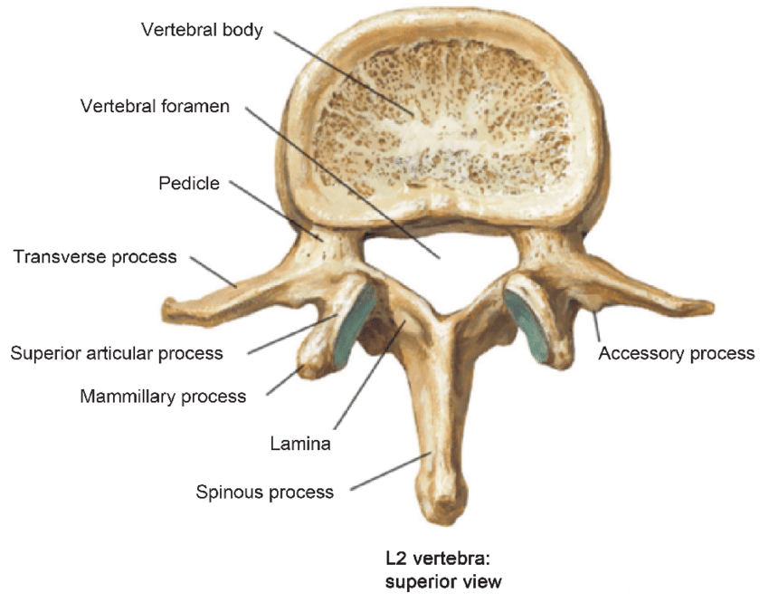 Illustration Of Lumbar Vertebrae Showing Vertebral Body